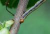 Agriopis sp.
